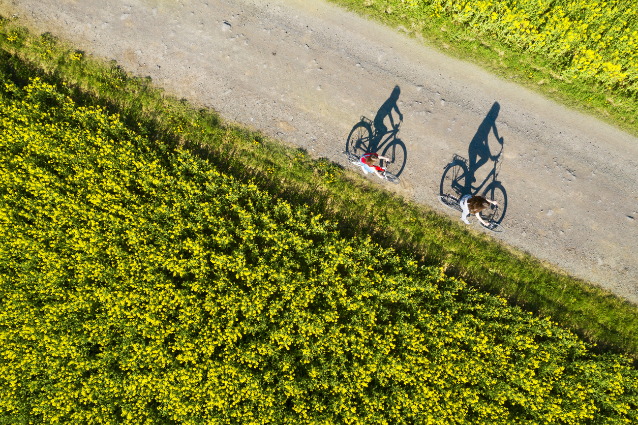 Aerial view of bicycle shadows on the empty asphalt road between rapeseed field